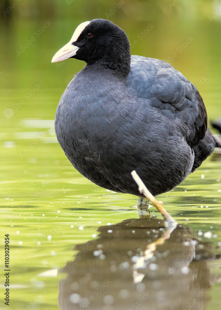 Fototapeta premium Coot (Fulica atra) in a natural habitat