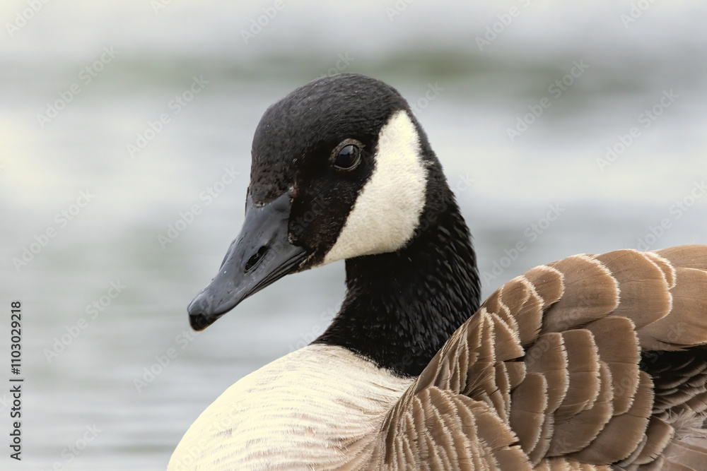 Canada Goose (Branta canadensis) close up Canada Goose (Branta canadensis) close up