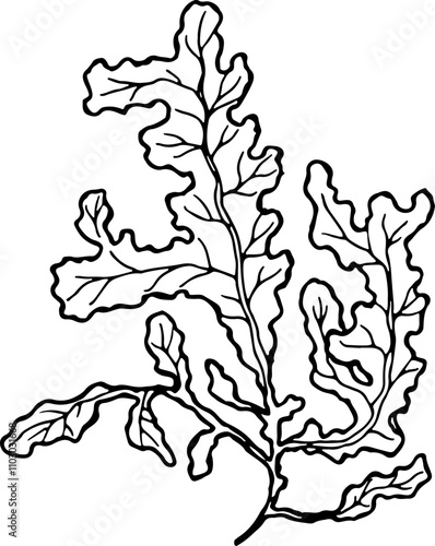 Aquarium kelp drawing. Marine flora. Algae sketch