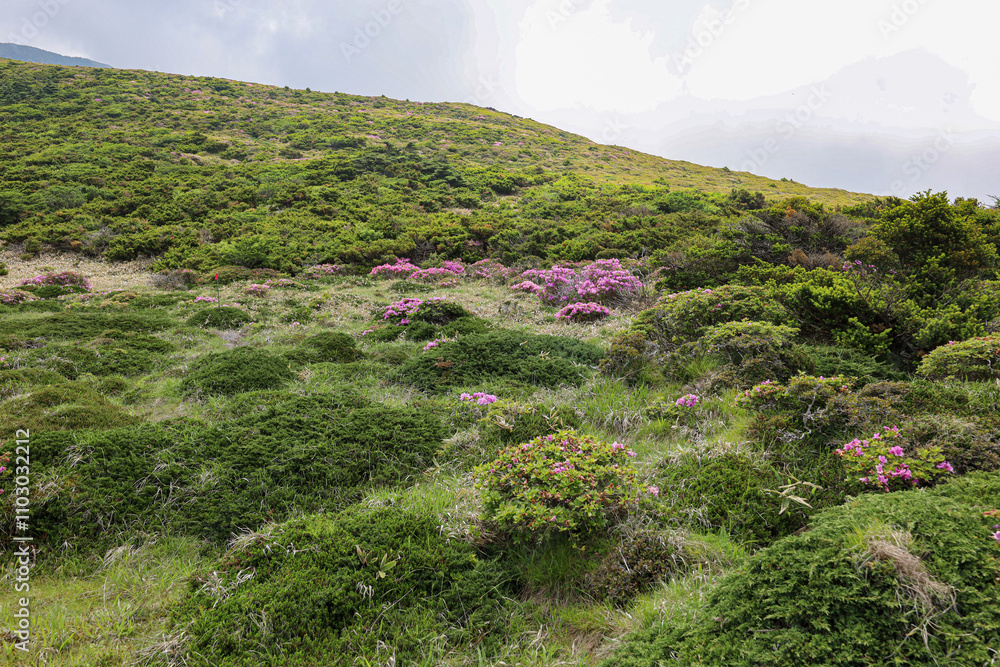 Fototapeta premium 제주도 제주시 애월읍 광령리 윗세오름