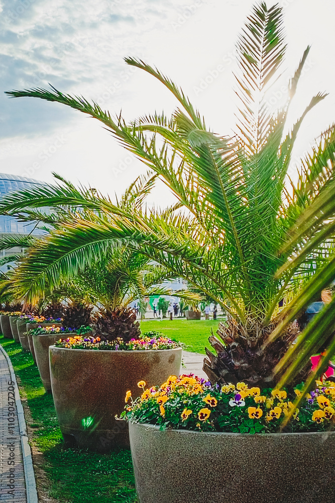 Fototapeta premium Exotic green palm trees in stone vases are displayed in the parking lot of a commercial center in a European city - beautification, exterior, street. Close-up, vertical photo.