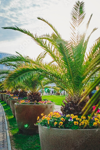 Exotic green palm trees in stone vases are displayed in the parking lot of a commercial center in a European city - beautification, exterior, street. Close-up, vertical photo.