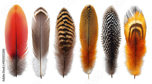 Colorful Bird Feathers Collection Exotic Plumage Wildlife Nature Texture