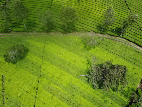 THE BEAUTY OF TEA GARDEN PATTERNS AT THE FOOT OF MOUNT SINDORO ON THE BORDER OF WONOSOBO AND TEMANGGUNG, CENTRAL JAVA, ASIA, INDONESIA photo