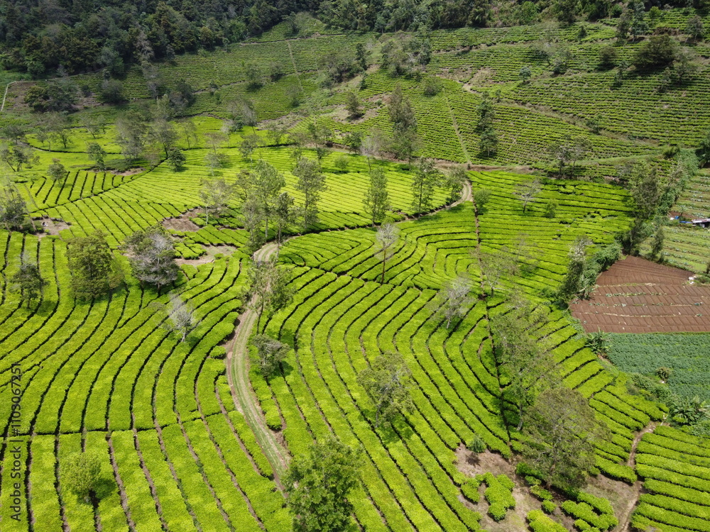 THE BEAUTY OF TEA GARDEN PATTERNS AT THE FOOT OF MOUNT SINDORO ON THE BORDER OF WONOSOBO AND TEMANGGUNG, CENTRAL JAVA, ASIA, INDONESIA THE BEAUTY OF TEA GARDEN PATTERNS AT THE FOOT OF MOUNT SINDORO ON THE BORDER OF WONOSOBO AND TEMANGGUNG, CENTRAL JAVA, ASIA, INDONESIA