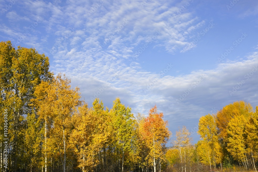 Fototapeta premium Beautiful Aspen Forest in prime fall colors against blue sky with moving clouds.