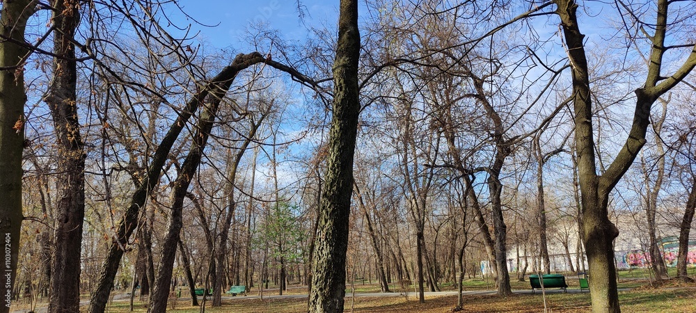 Obraz premium trees in the park