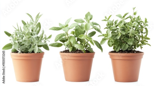 Sage and herb plants in terracotta pots showcasing lush greenery ideal for home gardening and culinary uses.