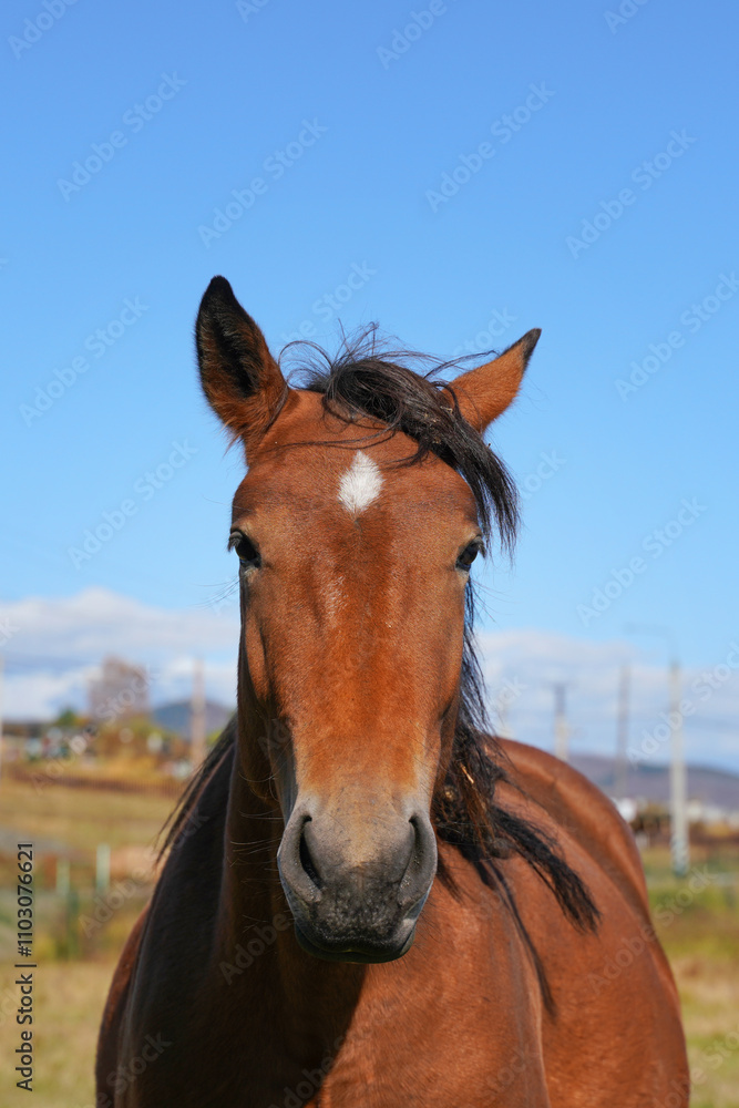 Fototapeta premium Portrait of a brown horse standing in a sunny meadow with clear blue sky on a bright afternoon