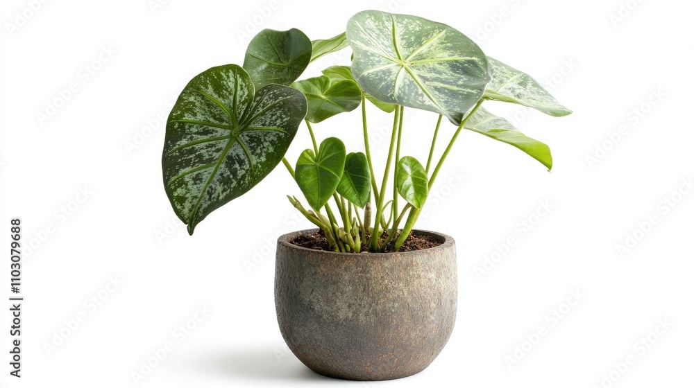 Taro Plant with Large Heart-Shaped Leaves in a Rustic Pot Isolated on White Background Showcasing Vibrant Green Foliage and Unique Leaf Patterns Taro Plant with Large Heart-Shaped Leaves in a Rustic Pot Isolated on White Background Showcasing Vibrant Green Foliage and Unique Leaf Patterns