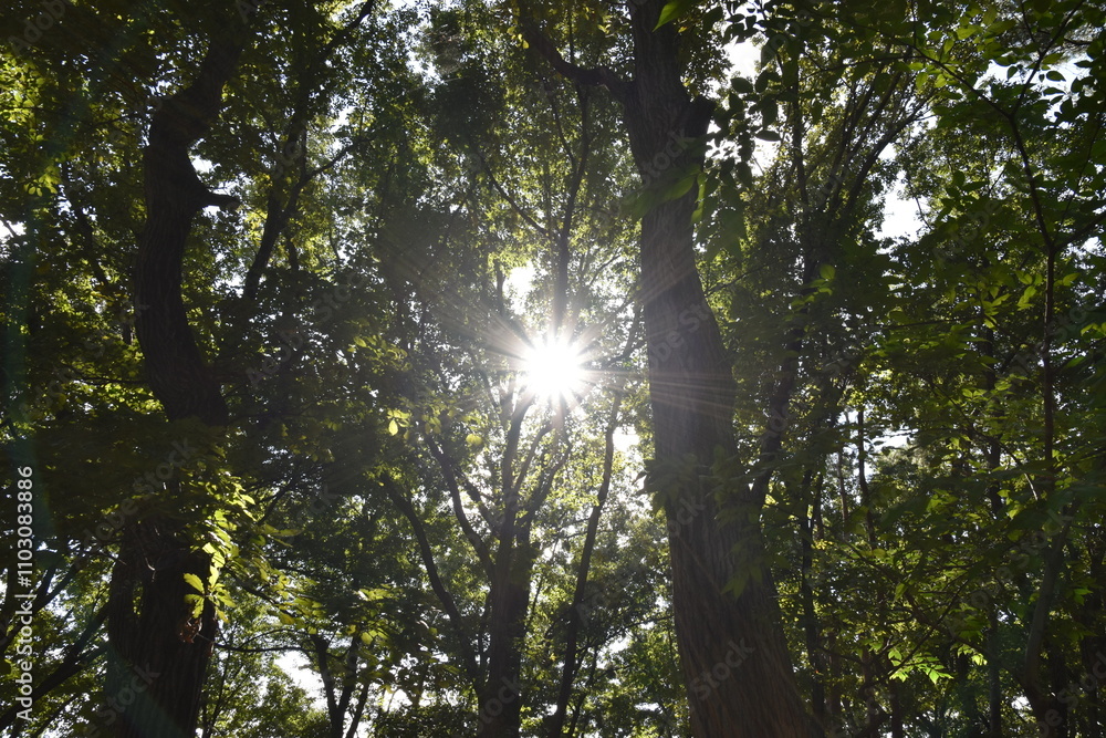 Obraz premium 夏の日の美しい木漏れ日、深い森の奥にて。 