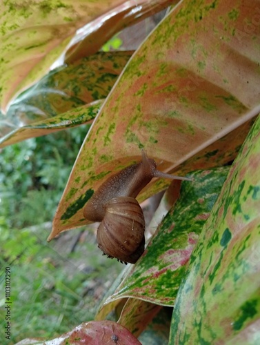 A Snail Crawling on the Leaves