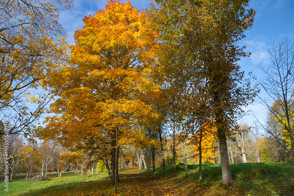 Autumn day in the park. Pskov region, Russia Autumn day in the park. Pskov region, Russia