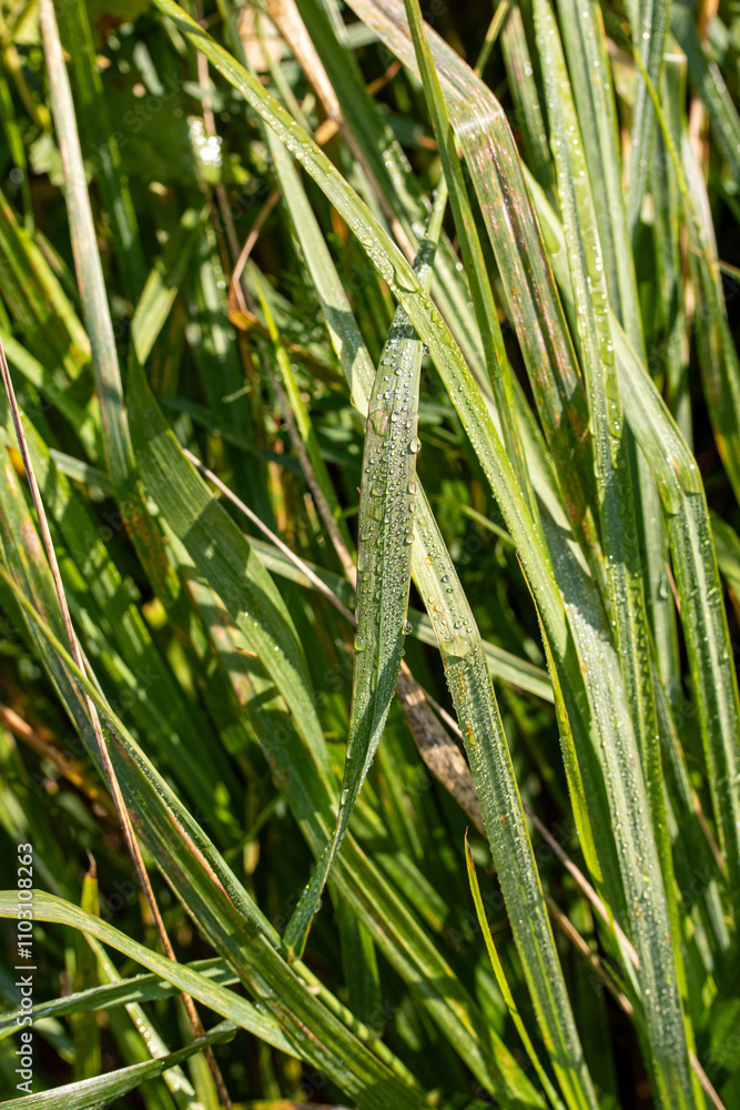 The grass is wet and the leaves are green The grass is wet and the leaves are green