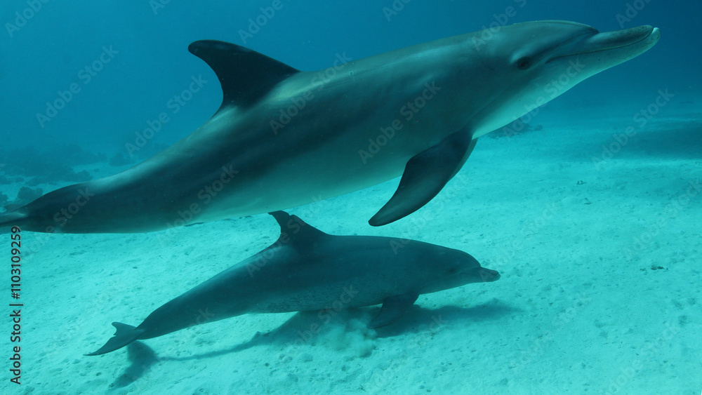 Pod of dolphins swimming underwater Pod of dolphins swimming underwater