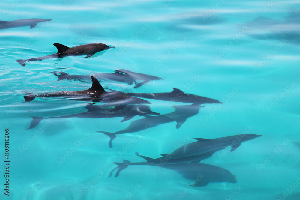 Pod of dolphins leaping out of the sea Pod of dolphins leaping out of the sea