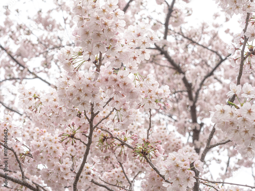 桜(ソメイヨシノ) 日本 神奈川県 湯河原町。
Cherry blossoms (Someiyoshino) Yugawara-machi, Kanagawa, Japan. 桜(ソメイヨシノ) 日本 神奈川県 湯河原町。
Cherry blossoms (Someiyoshino) Yugawara-machi, Kanagawa, Japan.