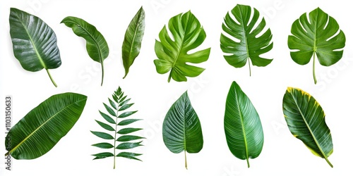 Collection of various green leaves isolated on white background.