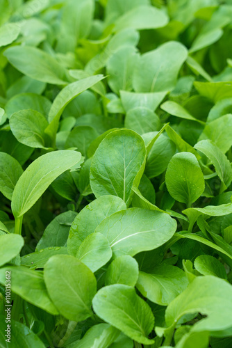 Fresh green Brassica chinensis var parachinensis plant photo