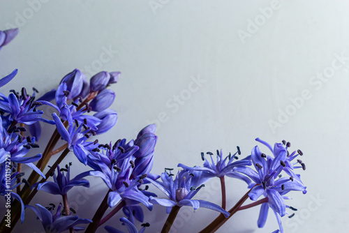 Flower design - floral border made of Scilla bifolia two-leaf squill or alpine squill isolated on white background with space for text. Spring decoration