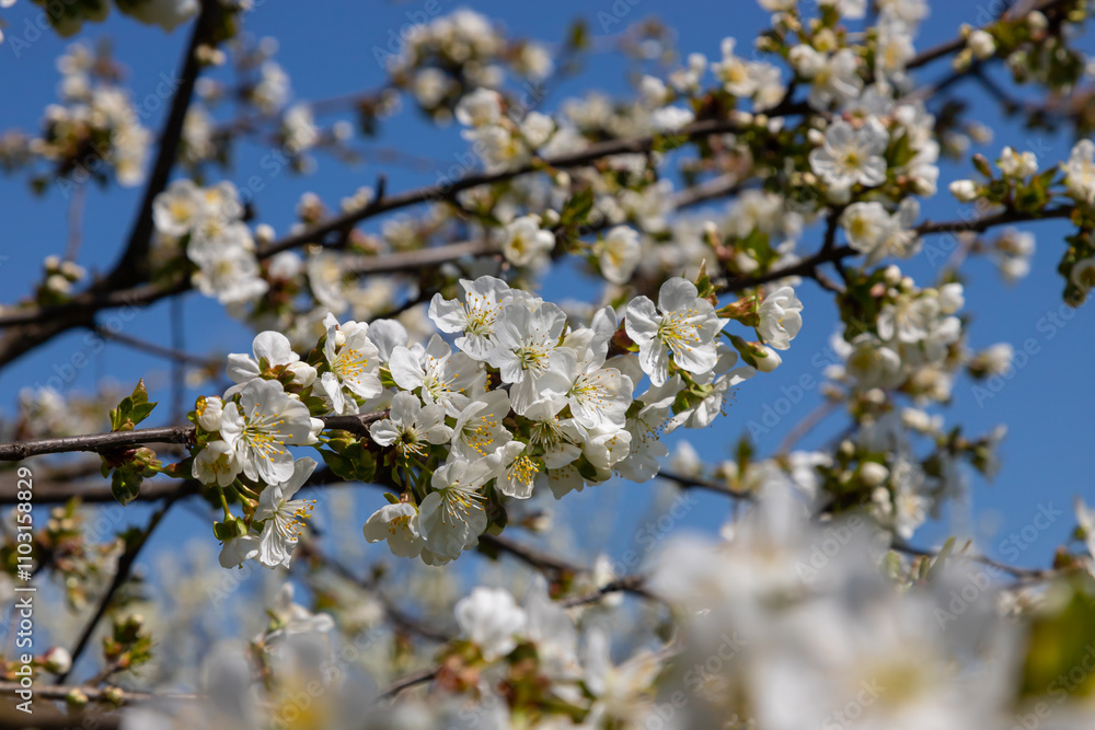 Selective focus of beautiful branches of cherry blossoms on the tree under blue sky, Beautiful Sakura flowers during spring season in the park, Floral pattern texture, Nature background Selective focus of beautiful branches of cherry blossoms on the tree under blue sky, Beautiful Sakura flowers during spring season in the park, Floral pattern texture, Nature background