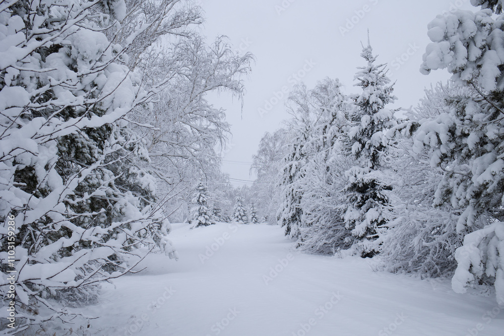winter landscape - snow-covered trees in snowfall. snowy road in forest winter landscape - snow-covered trees in snowfall. snowy road in forest