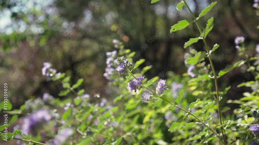 Close-up of butterflies flying by a beautiful flowering shrub on a sunny day Close-up of butterflies flying by a beautiful flowering shrub on a sunny day