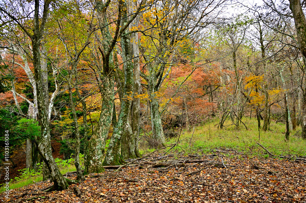 Fototapeta premium 丹沢の本間ノ頭 本間ノ頭南東尾根の紅葉 