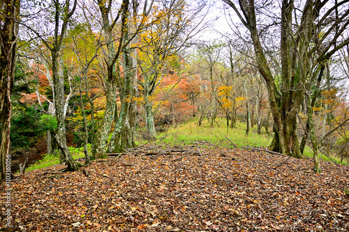 丹沢の本間ノ頭　本間ノ頭南東尾根の紅葉
 photo