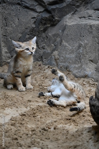 Two baby sand cats