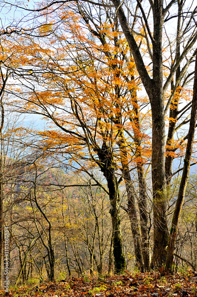 Fototapeta premium 秋の丹沢山地 紅葉の本間ノ頭南東尾根