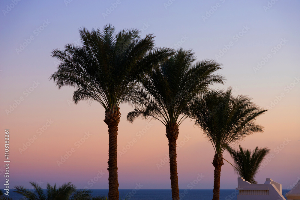 Obraz premium Three palm trees against blue sky at dawn. Egypt, Sinai