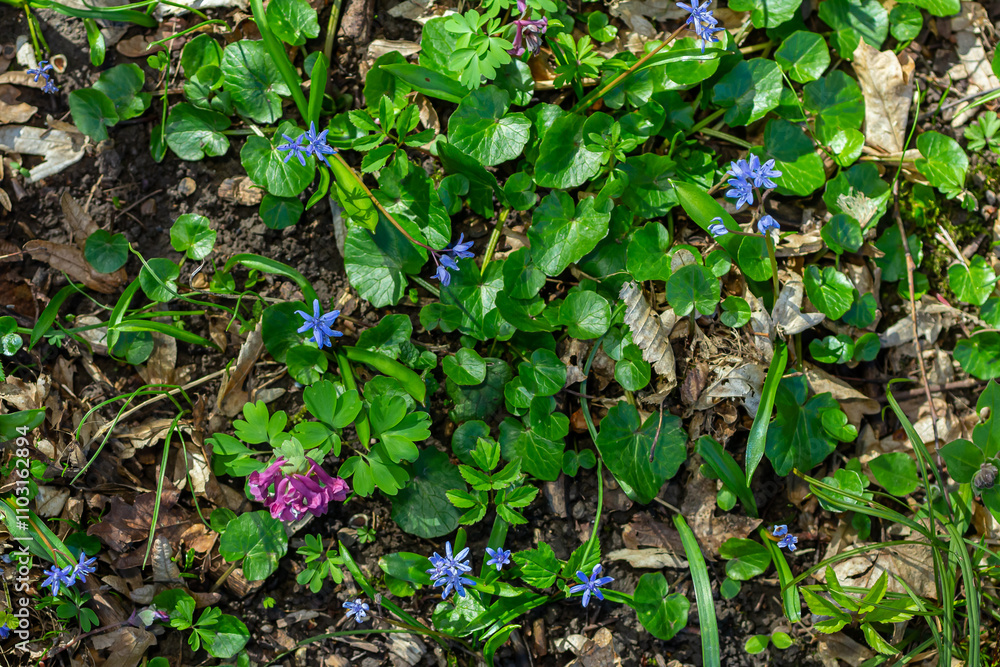Scilla bifolia, the alpine squill or two-leaf squill, is a herbaceous perennial plant of the family Asparagaceae. Art photo of the early flowering plant Scilla bifolia, the alpine squill Scilla bifolia, the alpine squill or two-leaf squill, is a herbaceous perennial plant of the family Asparagaceae. Art photo of the early flowering plant Scilla bifolia, the alpine squill
