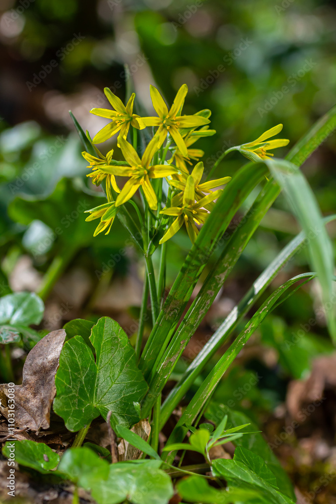 Early spring plant Gagea lutea blooms in the wild in the woods Early spring plant Gagea lutea blooms in the wild in the woods