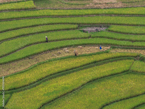 Aerial view of the rice paddies on harvest season in Khau Pha (Yen Bai Province, Vietnam). This is also a very photogenic place. photo