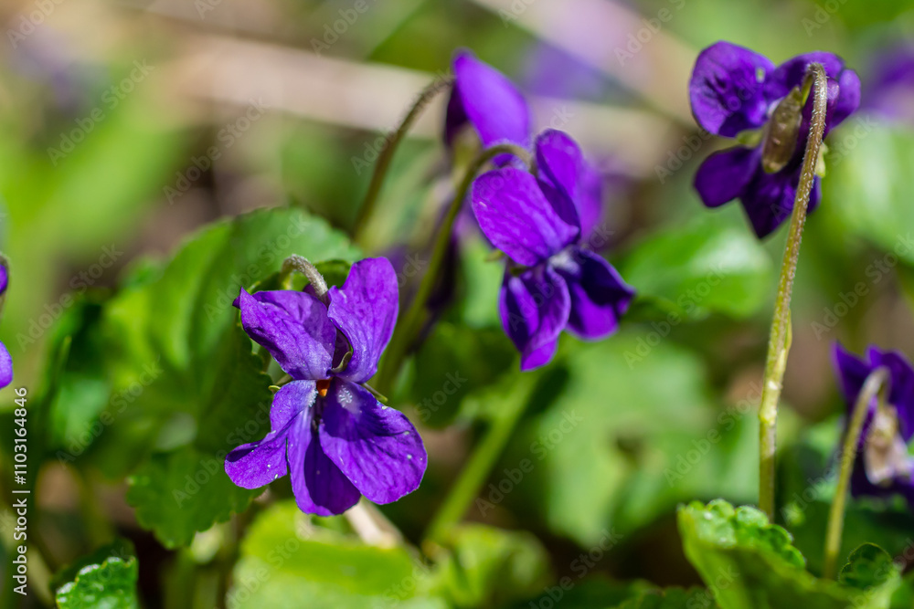 Viola odorata. Scent-scented. Violet flower forest blooming in spring. The first spring flower, purple. Wild violets in nature Viola odorata. Scent-scented. Violet flower forest blooming in spring. The first spring flower, purple. Wild violets in nature