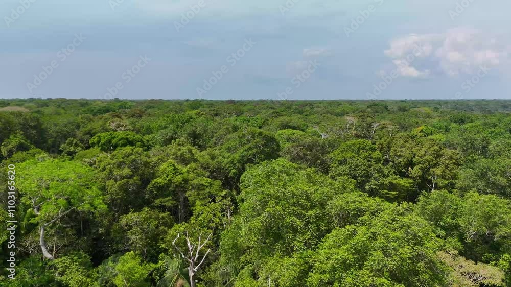 Fly over the Amazon Forest in the Rio Negro showing luxuriant rainforest. Fly over the Amazon Forest in the Rio Negro showing luxuriant rainforest.