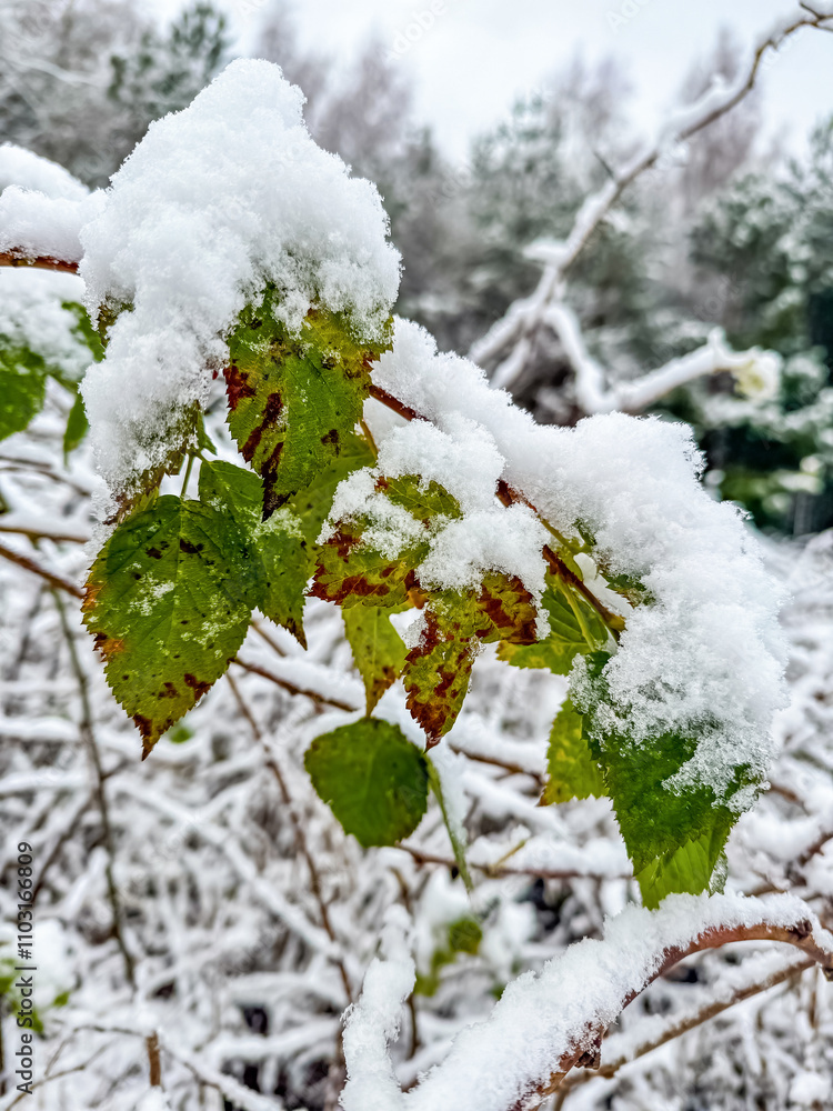 Snowy green leaves of a tree. Leaves covered with snow. High quality photo Snowy green leaves of a tree. Leaves covered with snow. High quality photo
