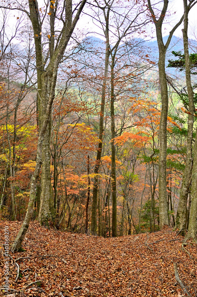 丹沢山地の丹沢山 天王寺尾根の紅葉に丹沢三峰を望む
丹沢山地の丹沢山 天王寺尾根の紅葉に丹沢三峰を望む