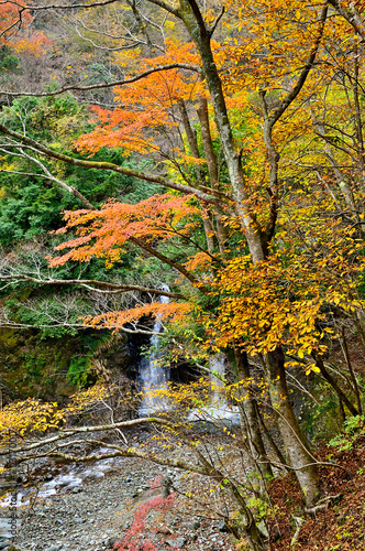 紅葉の丹沢山地　丹沢山の本谷川
 photo