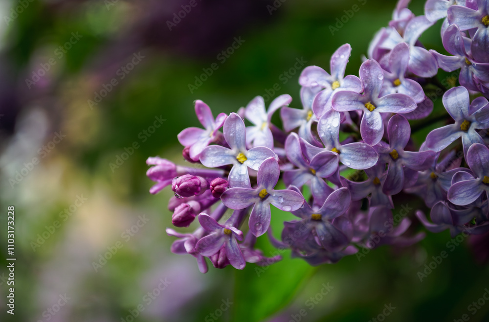 Lilac flowers in drops of spring rain close-up Lilac flowers in drops of spring rain close-up