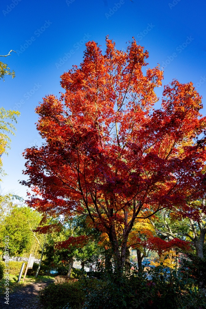 Naklejka premium 由布院の紅葉