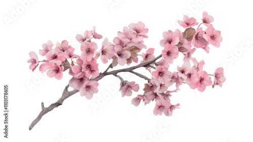 Cherry blossom thank you card design template. Watercolor cherry blossom invitation