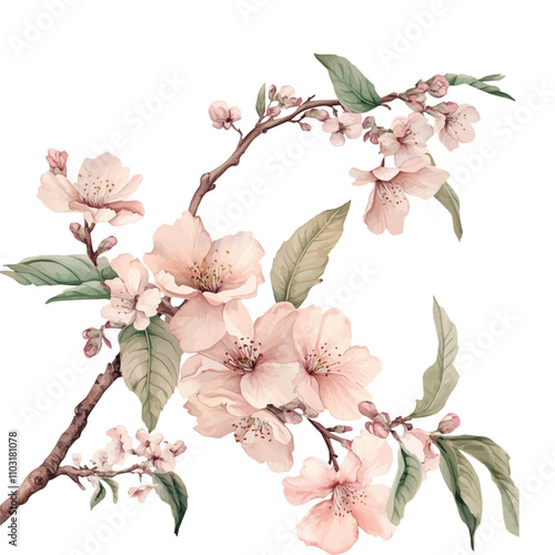 Branch of sakura with flowers and leaves on white background. Cherry blossom spring design. Vector illustration