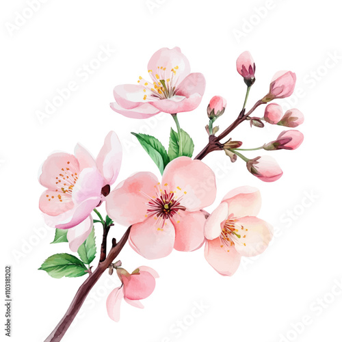 Branch of sakura with flowers and leaves on white background. Cherry blossom spring design. Vector illustration