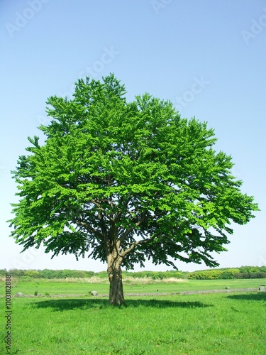 Wallpaper Mural 春の水元公園の桂の木 Torontodigital.ca