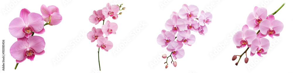 Stunning Pink Orchid Flowers Blooming in Natural Environment Stunning Pink Orchid Flowers Blooming in Natural Environment