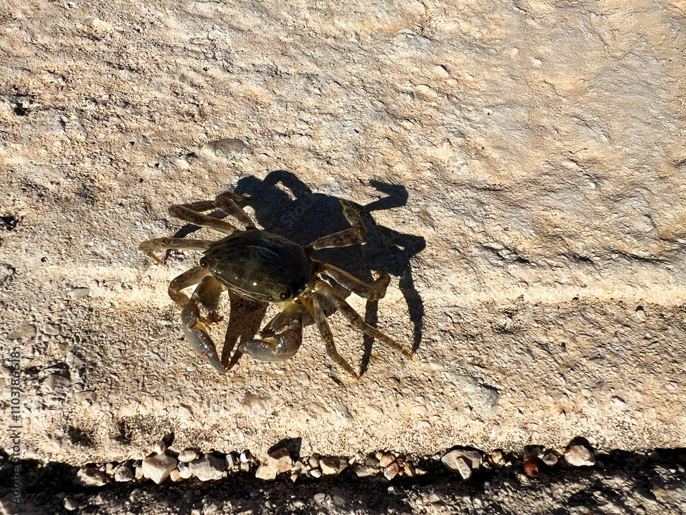 Obraz premium Small crab on rocky surface casting a clear shadow