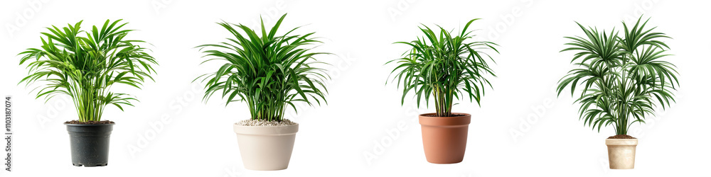 Assorted Ornamental Houseplants in Pots for Home and Office Decor Assorted Ornamental Houseplants in Pots for Home and Office Decor