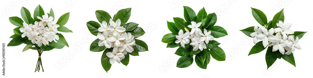 Fototapeta premium Elegant White Flower Bouquet with Green Leaves in Natural Setting
